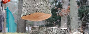 How Our Tree Care Process Works  in  Plumas Lake, CA