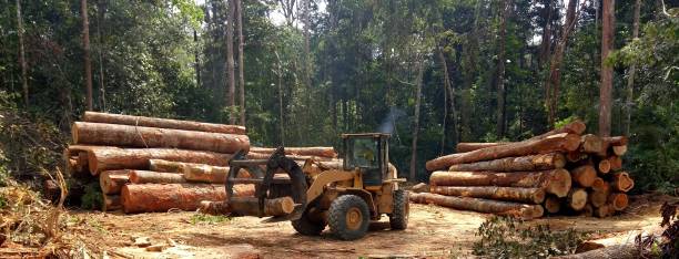 Best Commercial Tree Services  in Plumas Lake, CA