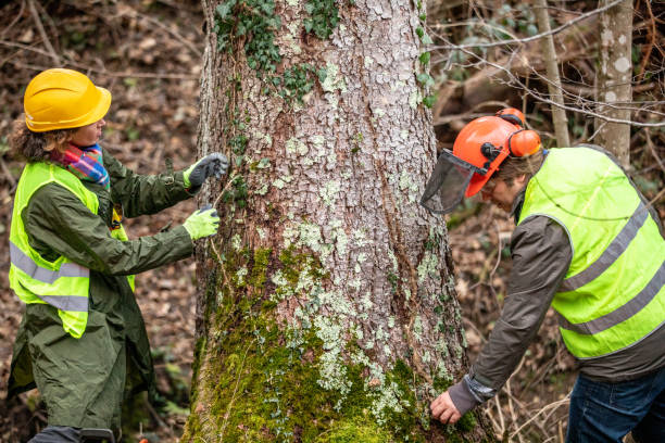 Best Tree Disease Treatment  in Plumas Lake, CA