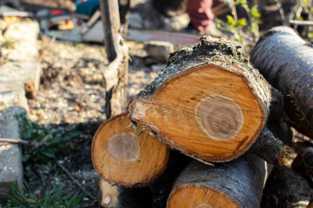 Best Tree Mulching  in Plumas Lake, CA