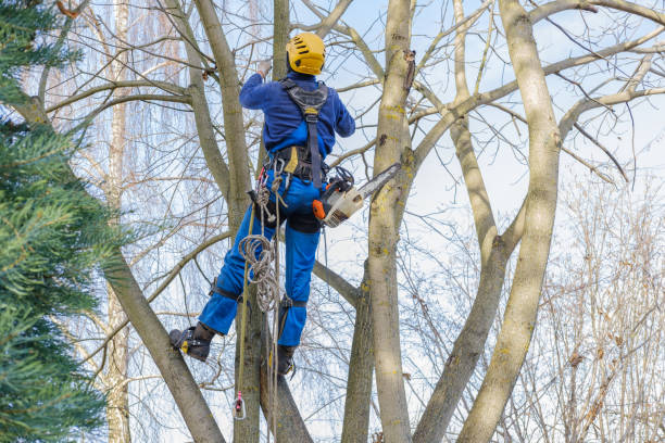 Best Tree Preservation Services  in Plumas Lake, CA