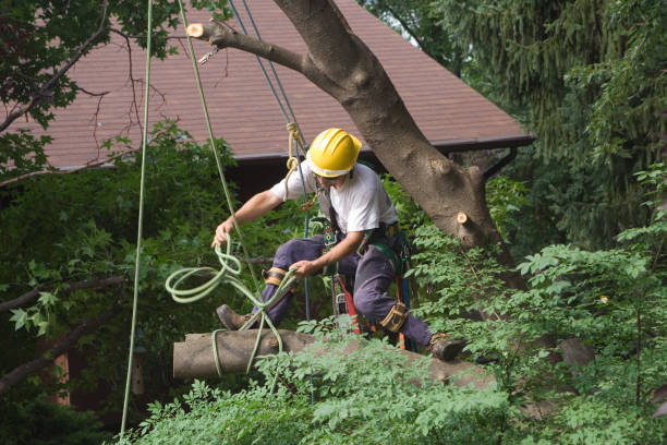 Best Stump Grinding and Removal  in Plumas Lake, CA