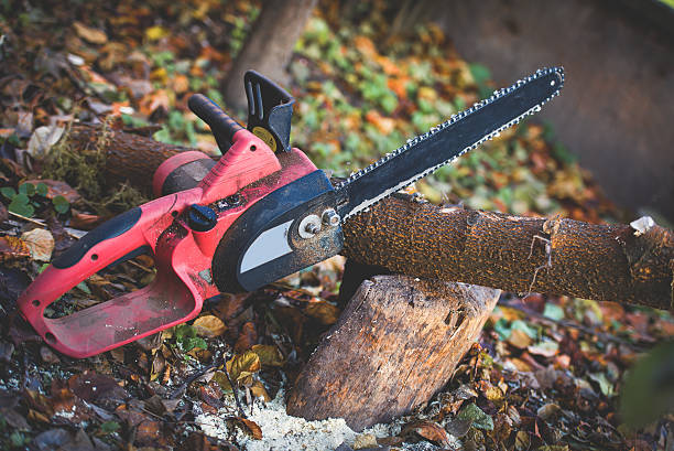 Best Palm Tree Trimming  in Plumas Lake, CA