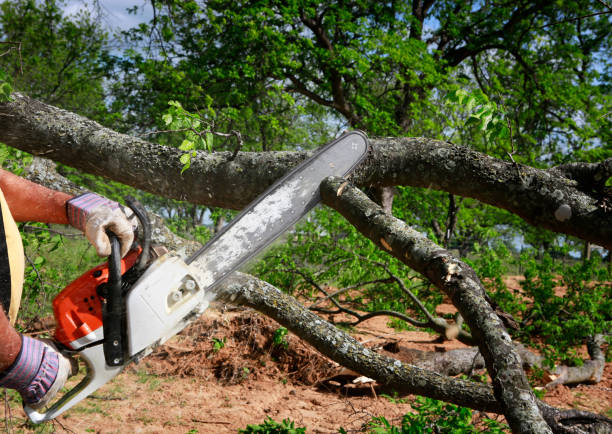 Best Utility Line Clearance  in Plumas Lake, CA