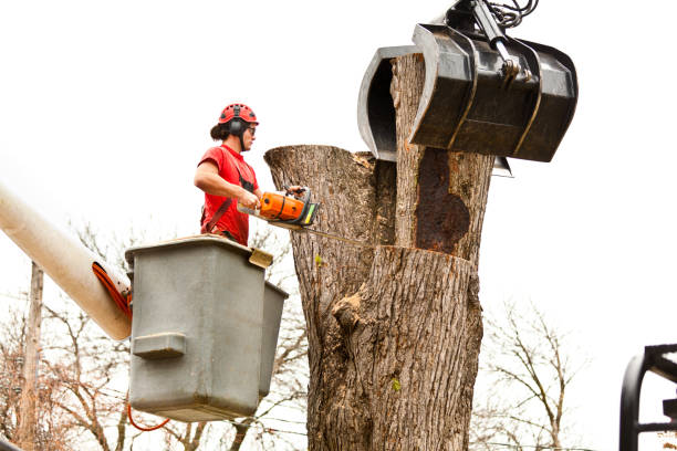 Best Fruit Tree Pruning  in Plumas Lake, CA